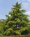 سدر اطلس